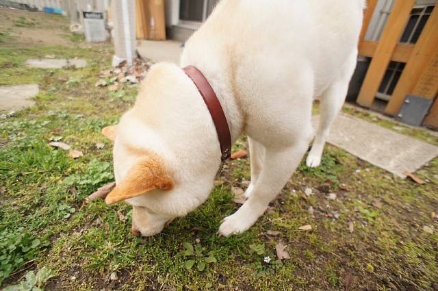 草を食べている様子