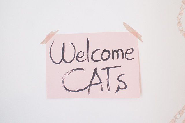 猫歓迎