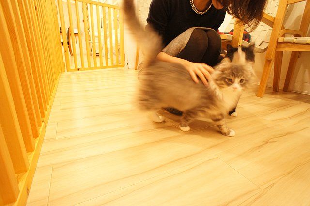 猫の動きがぼやけた写真で申し訳ございません